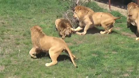 lion vs lion fight national geographic youtube