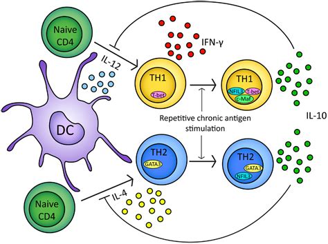 Frontiers Regulation Of Adaptive Immunity The Role Of Interleukin 10