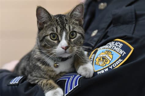 Police Department Brings In Cat As Precinct Mascot To Boost Morale And