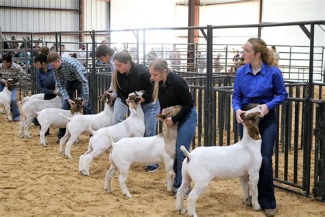 11-2023-Erath-County-Livestock-Show-Tuesday – The Flash Today Erath County