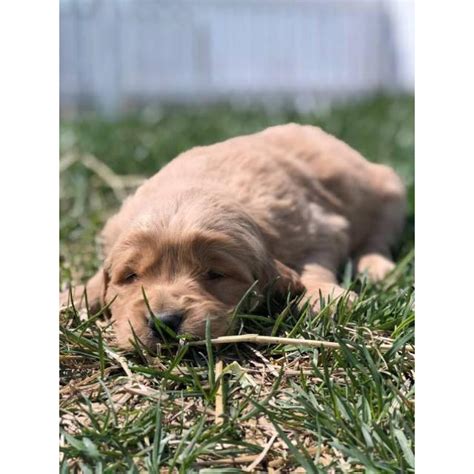 Our red golden retriever puppy bourbon hiding from the camera. 6 beautiful, deep red golden retriever puppies available ...