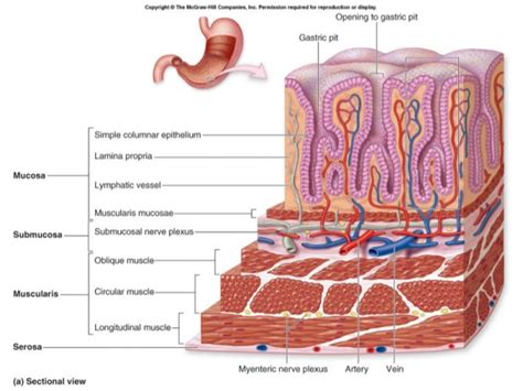 Digestive system histology ppt
