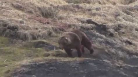 Grizzly Bear Hunt Video Goes Viral After Release By Bc Animal Rights