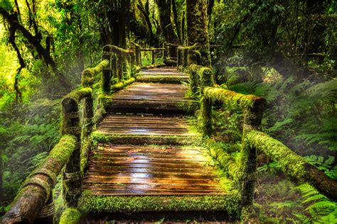 Download Greenery Rainforest Moss Forest Bridge Man Made Boardwalk 4k