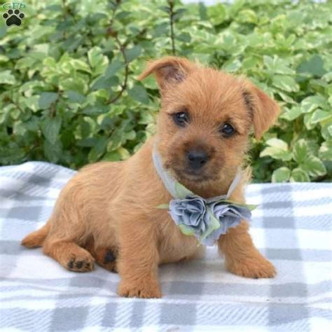 Sassy - Cairn Terrier Puppy For Sale in Pennsylvania
