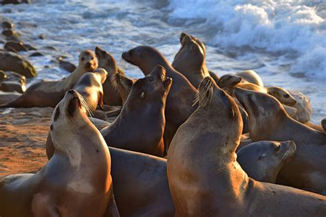 unforeseen danger awaits sunseekers in california sea lions display aggressive and biting