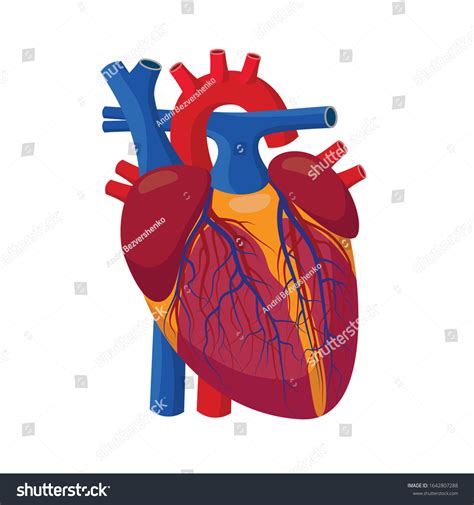 Human Heart Internal Organ Valves Arteries Vector De Stock Libre De