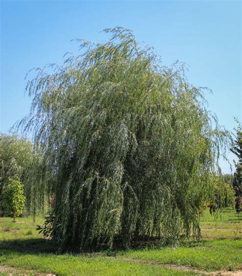 Golden Weeping Willow Halka Nurseries