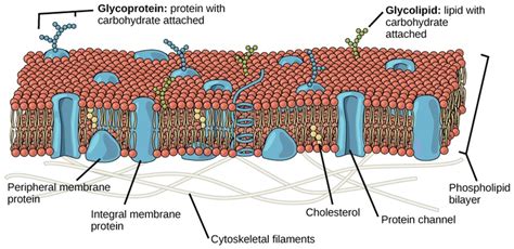 Biology The Cell Structure And Function Of Plasma Membranes