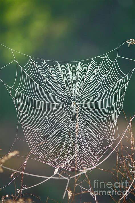 Marsh Spider Web Photograph By Carol Groenen Fine Art America
