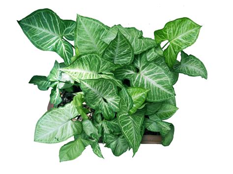 Plant with flower pot - free photo - Graphics Pic png image