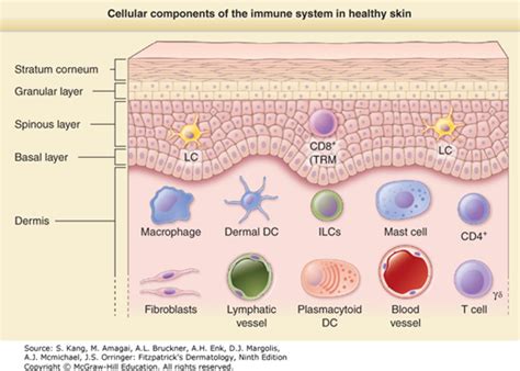 Cellular Components Of The Cutaneous Immune System Fitzpatricks