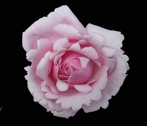 Tom is a world renowned rose breeder who is. Memorial Day rose from my garden. It has the most ...