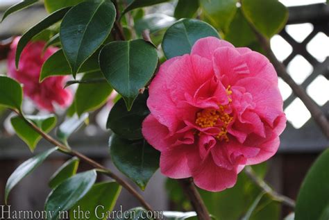 When does camellia flowers bloom? Camellias in my garden | Harmony in the Garden