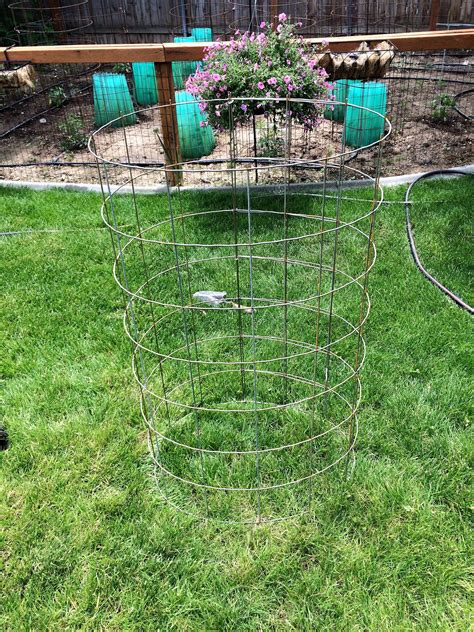 Diy Inexpensive Tomato Cage That Lasts For Years Tomato Cage Diy