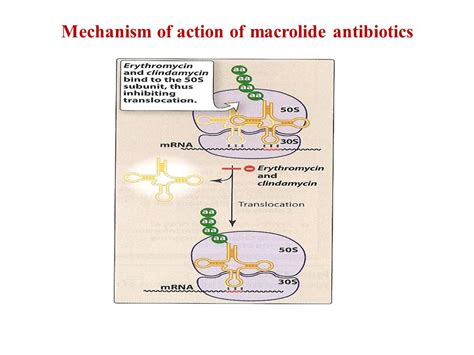 Sar Of Macrolide Antibiotics