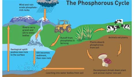 How Do Bushfires Affect The Nutrient Cycle Quick Answer