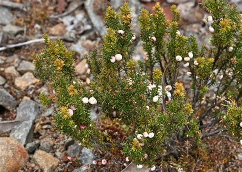 Tasmanian Alpine Plants Ericaceae