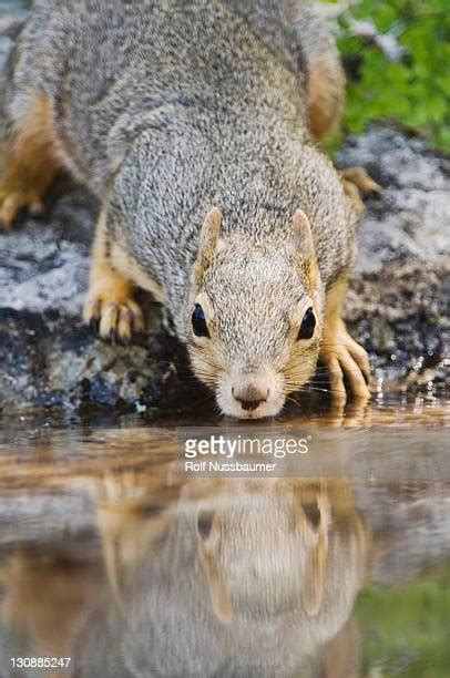 Eastern Fox Squirrel Photos And Premium High Res Pictures Getty Images