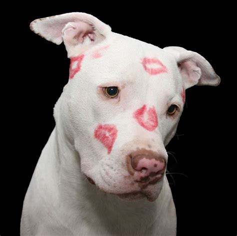 Hd Wallpaper Adult White American Pit Bull Terrier With Kiss Mark Dog