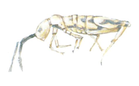 Rottler pest & lawn solutions can before we dive into how dangerous springtails are, we first need to understand what springtails are. Springtails - They're called that for a reason