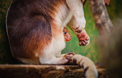 Rare Baby Tree Kangaroo Born At Chester Zoo For The First Time In