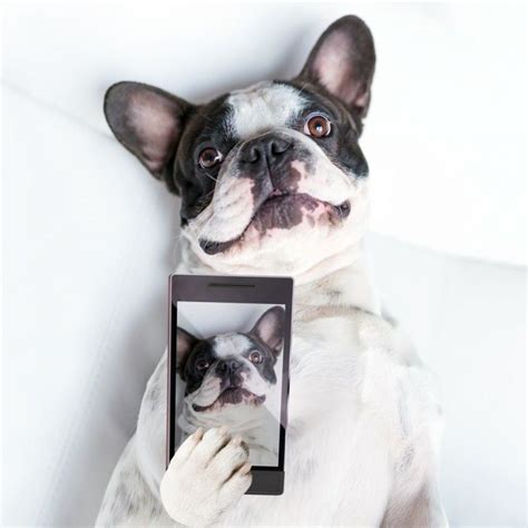 10 Perros De Instagram Que Ya Deberías Seguir Eroski