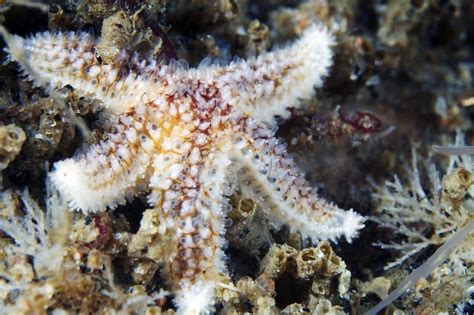 Common Starfish Photograph By Alexander Semenov