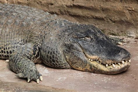 American Alligator Alligator Mississippiensis Stock Photo Image Of