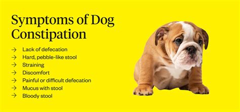 How To Treat Your Dogs Constipation At Home Dutch Vlrengbr