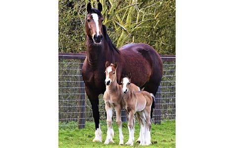 Rare Twin Foals Growing Stronger Each Day Horse And Hound