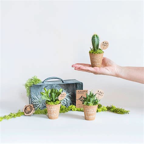 Mini Cactus Biodegradables En 2020 Detalles Para Bodas Mini Cactus