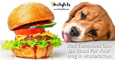 Can Dogs Eat Tomatoes Toxic Or Treat What Every Dog Owner Needs To