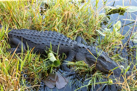 American Alligator Resting In The Wetland And Marsh Anhinga Trail