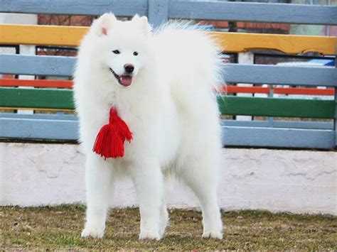 Winter Is Here Samoyed Puppies For Sale Samoyed Puppy Healthy Puppy