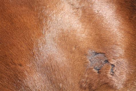 Sweet Itch In Horses Symptoms Causes Diagnosis Treatment Recovery