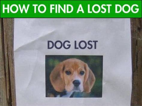 9 Tips On How To Find Your Lost Dog Doglopedix