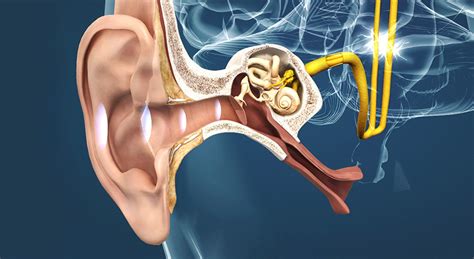 The Ear And The Mechanism Of Hearing 3d Scene Mozaik Digital