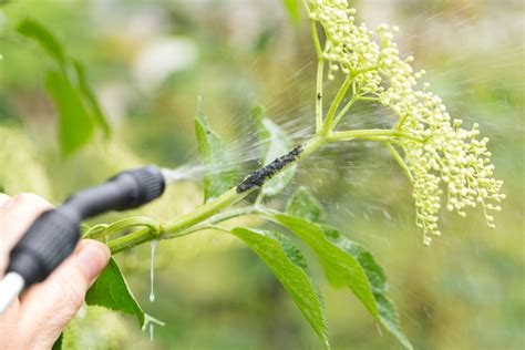 🌱 geeignet für bis zu 750qm 🌱 einrichtung per app und bluetooth 🌱 frostsensor und wettererkennung 🌱 steigungen bis 35 prozent schau doch mal in unserem großen sortiment vorbei. Schädlinge bekämpfen im Haus und Garten: So gelingt es!