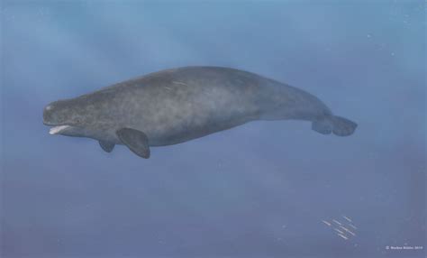 First Ever Beluga Narwhal Hybrid Found In The Arctic Live Science