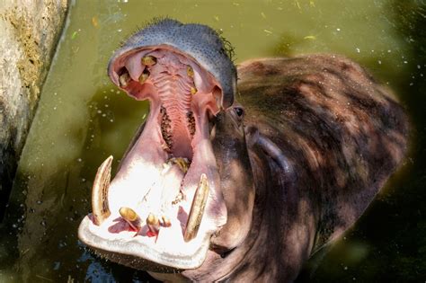 19 Animal Teeth Facts