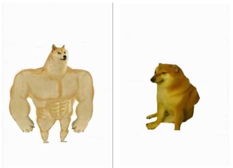 Dogs Now Blank Template Imgflip