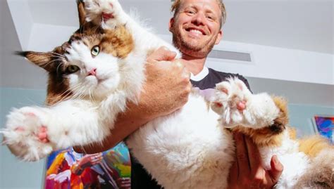 Samson El Gato De 13 Kilos Más Grande De Nueva York Que Supera Al