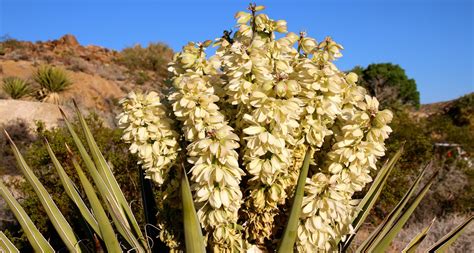 New Mexico State Flower The Yucca Proflowers Blog
