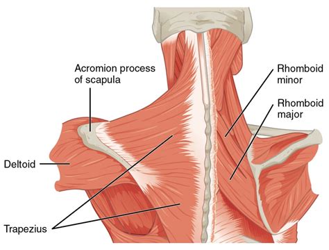 Posterior Axis Appendicular Muscles Scapulohumeral Muscles Diagram