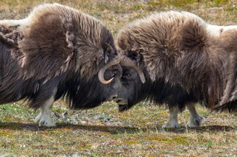 Musk Ox Facts