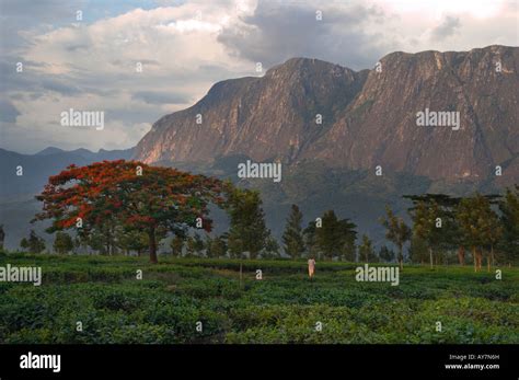 Mount Mulanje Malawi Stock Photo Alamy