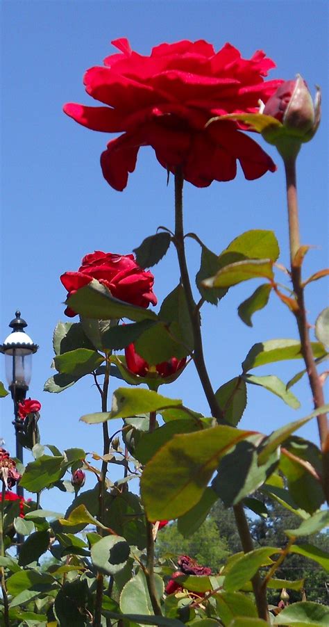 Long Stem Roses Plants Rose Water Fountain