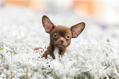 Brown Chihuahua Facts Traits Genetics And Faqs With Pictures