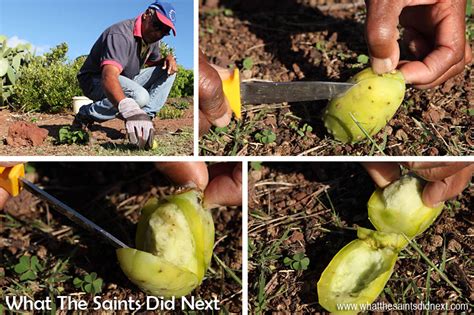 They are however an increasingly popular landscaping plant because they do not require much maintenance for explained how to cut back an overgrown cactus plant quite well. How To Eat Prickly Pear Tungi St Helena Style